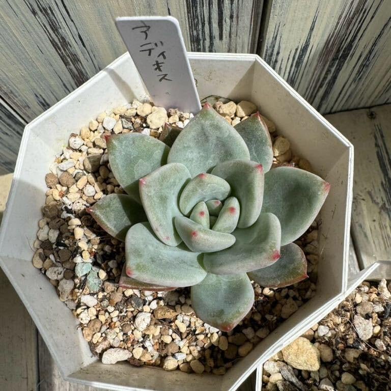 アーオーァライ　多肉植物　エケベリア　抜き苗　二頭1苗 アーオーァライ多肉植物エケベリア抜き苗二頭1苗